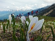 20 Crocus alla macro